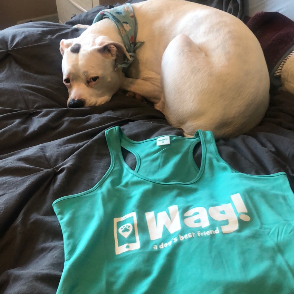 Wag Walker Gear
